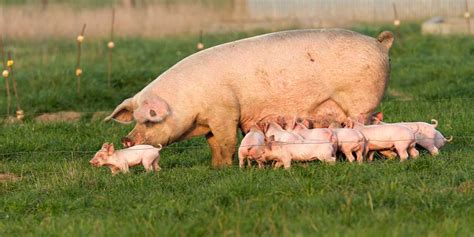 6 Importanteng Vitamins Para sa Buntis na Baboy.